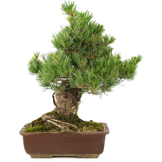 Pinus parviflora, 40 cm, ± 30 ans