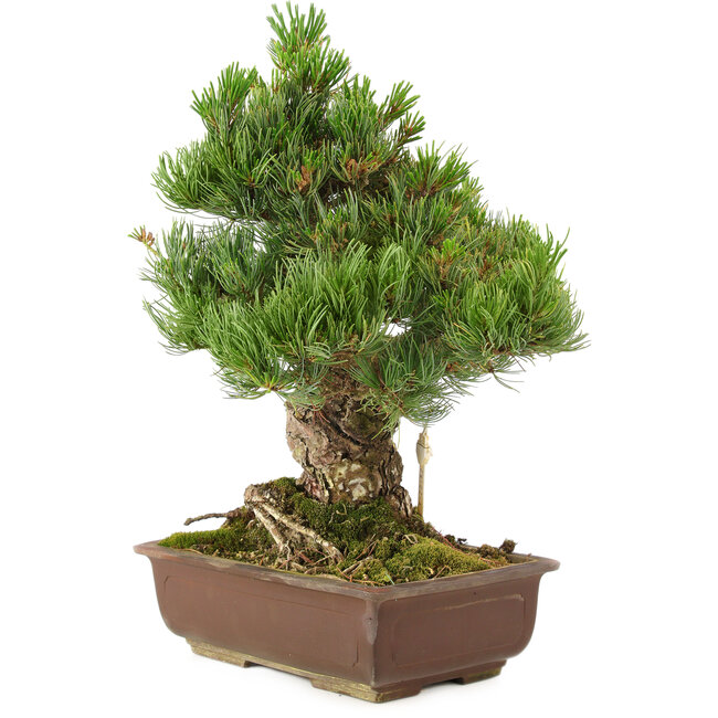 Pinus parviflora, 40 cm, ± 30 anni