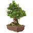 Pinus parviflora, 40 cm, ± 30 jaar oud