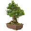 Pinus parviflora, 40 cm, ± 30 Jahre alt