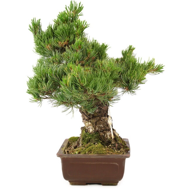 Pinus parviflora, 40 cm, ± 30 anni