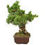 Pinus parviflora, 40 cm, ± 30 años