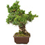 Pinus parviflora, 40 cm, ± 30 jaar oud