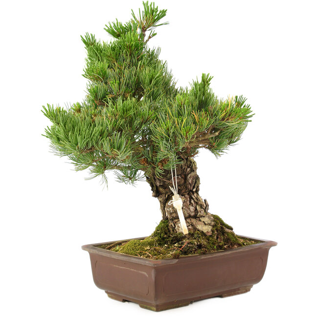 Pinus parviflora, 40 cm, ± 30 anni