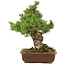 Pinus parviflora, 40 cm, ± 30 jaar oud