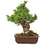 Pinus parviflora, 40 cm, ± 30 Jahre alt