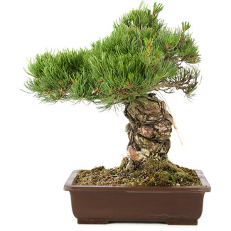 Pinus parviflora, 38 cm, ± 30 años