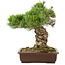 Pinus parviflora, 38 cm, ± 30 jaar oud