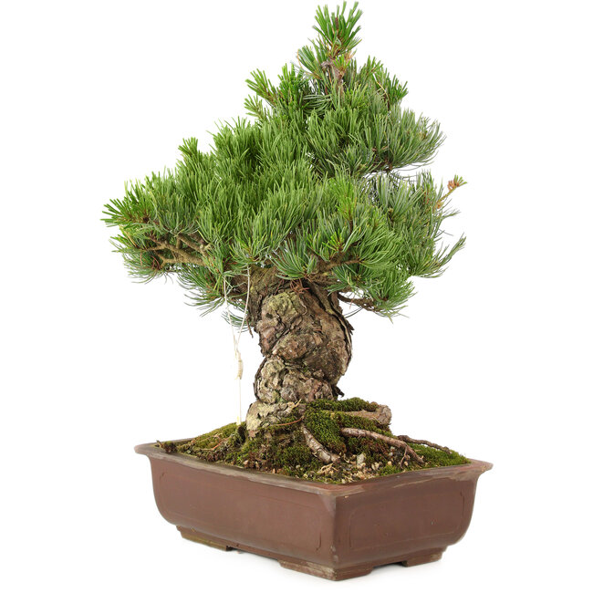 Pinus parviflora, 40 cm, ± 30 Jahre alt