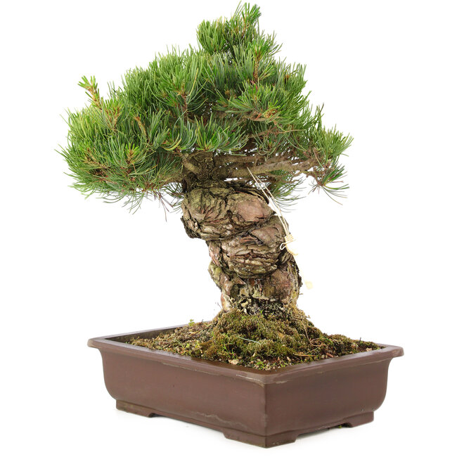 Pinus parviflora, 38 cm, ± 30 anni