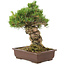 Pinus parviflora, 38 cm, ± 30 anni