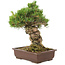 Pinus parviflora, 38 cm, ± 30 jaar oud