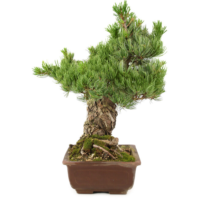 Pinus parviflora, 40 cm, ± 30 anni