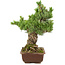Pinus parviflora, 40 cm, ± 30 ans