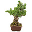 Pinus parviflora, 40 cm, ± 30 jaar oud