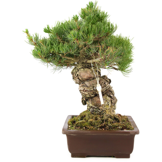 Pinus parviflora, 38 cm, ± 30 ans