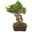 Pinus parviflora, 38 cm, ± 30 ans
