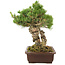 Pinus parviflora, 38 cm, ± 30 jaar oud