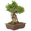 Pinus parviflora, 38 cm, ± 30 jaar oud