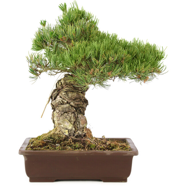 Pinus parviflora, 38 cm, ± 30 ans