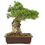 Pinus parviflora, 38 cm, ± 30 years old