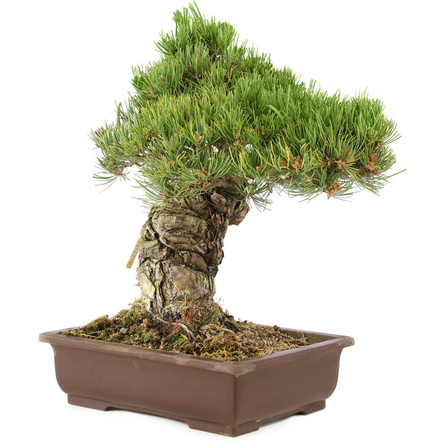 Pinus parviflora, 38 cm, ± 30 jaar oud