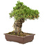 Pinus parviflora, 38 cm, ± 30 years old