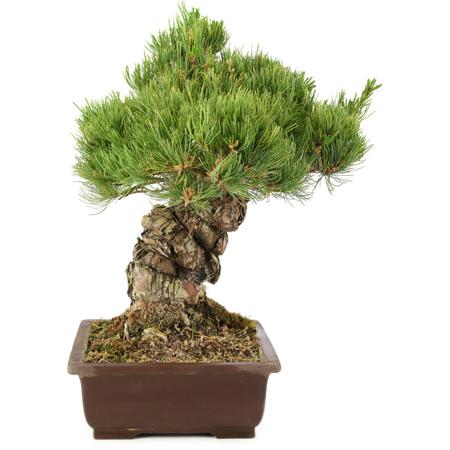 Pinus parviflora, 38 cm, ± 30 ans