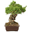 Pinus parviflora, 38 cm, ± 30 jaar oud