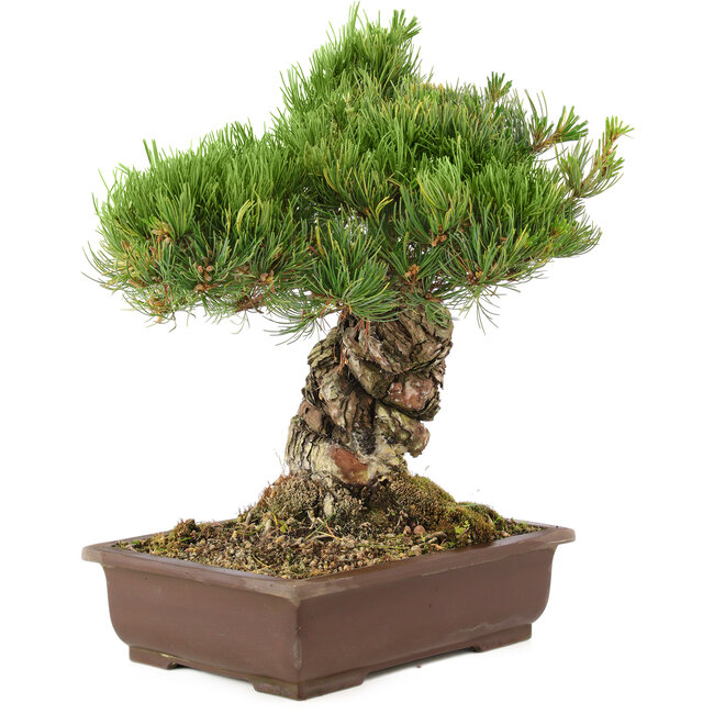 Pinus parviflora, 38 cm, ± 30 años