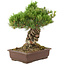 Pinus parviflora, 38 cm, ± 30 ans