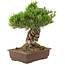 Pinus parviflora, 38 cm, ± 30 Jahre alt