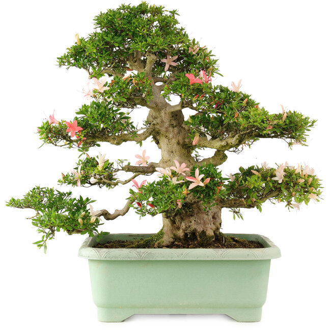 Rhododendron indicum "Hikari-no-tsukasa", 63 cm, ± 25 anni