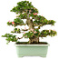 Rhododendron indicum "Hikari-no-tsukasa", 63 cm, ± 25 años