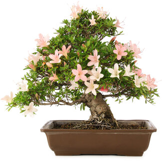 Rhododendron indicum, 32 cm, ± 25 jaar oud