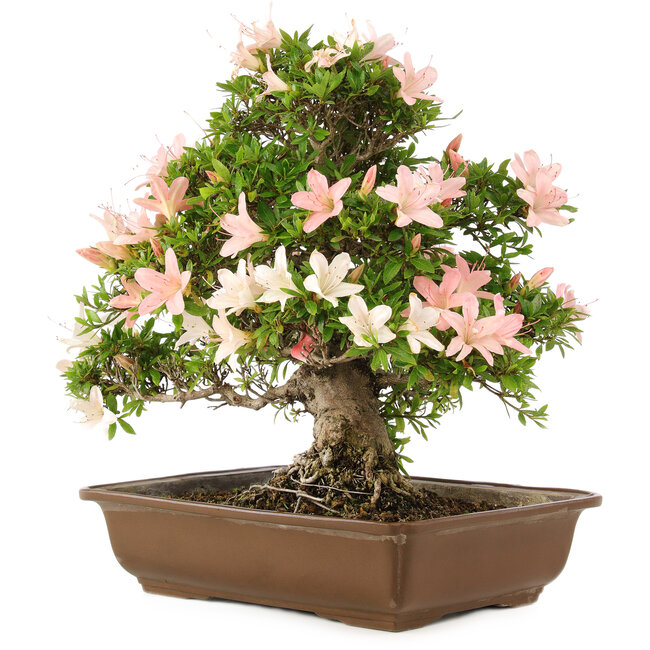 Rhododendron indicum, 32 cm, ± 25 years old