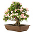 Rhododendron indicum, 32 cm, ± 25 years old