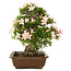 Rhododendron indicum, 32 cm, ± 25 años