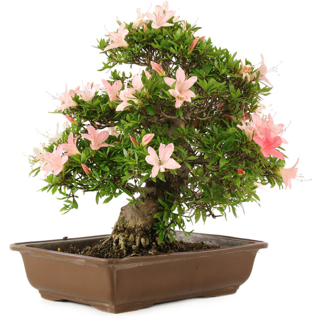 Rhododendron indicum, 32 cm, ± 25 ans