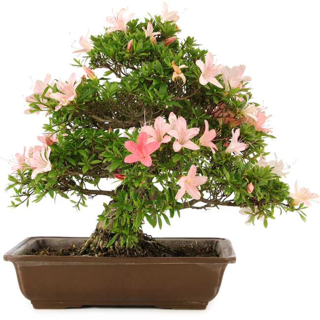 Rhododendron indicum, 32 cm, ± 25 ans
