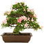 Rhododendron indicum, 32 cm, ± 25 years old