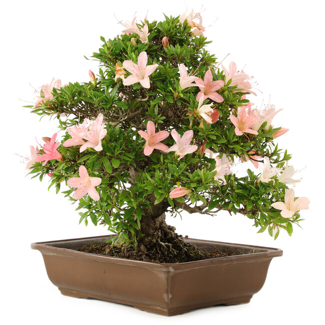 Rhododendron indicum, 32 cm, ± 25 jaar oud