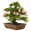 Rhododendron indicum, 32 cm, ± 25 years old