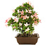 Rhododendron indicum, 32 cm, ± 25 years old