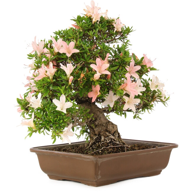 Rhododendron indicum, 32 cm, ± 25 jaar oud