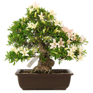 Rhododendron indicum "Hakurei", 31 cm, ± 25 años