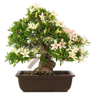 Rhododendron indicum "Hakurei", 31 cm, ± 25 jaar oud