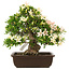 Rhododendron indicum "Hakurei", 31 cm, ± 25 ans