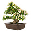 Rhododendron indicum "Hakurei", 31 cm, ± 25 anni