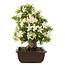 Rhododendron indicum "Hakurei", 31 cm, ± 25 anni
